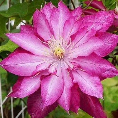 Клематис КАЕН в Набережных Челнах