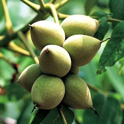 Орех МАНЬЧЖУРСКИЙ  Орех МАНЬЧЖУРСКИЙ в Набережных Челнах