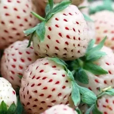 Клубника АНАНАСА ремонтантная в Набережных Челнах