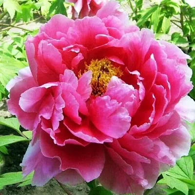 Пион ВОСХОД СОЛНЦА древовидный  Пион ВОСХОД СОЛНЦА древовидный в Набережных Челнах