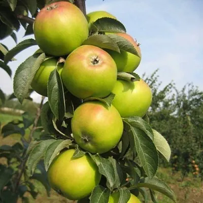 Яблоня ЛУКОМОР колонновидная в Набережных Челнах