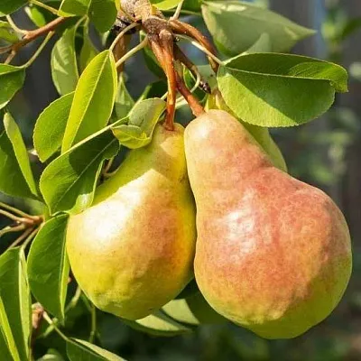 Летние сорта в Набережных Челнах