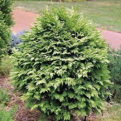 Туя ВАРЕАНА ЛЮТЕСЦЕНС западная в Набережных Челнах