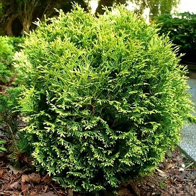 Туя ВОТЕРФИЛД западная в Набережных Челнах