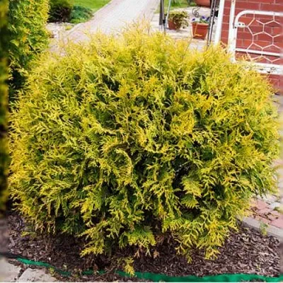 Туя КОЛЛЕРС ГОЛД складчатая в Набережных Челнах