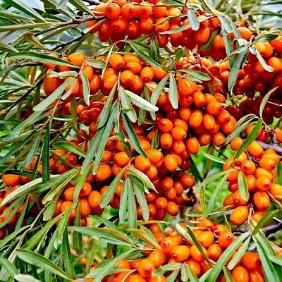 Облепиха ДЖЕМОВАЯ  Облепиха ДЖЕМОВАЯ в Набережных Челнах