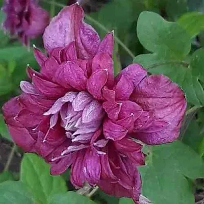 Клематис ПУРПУРЕА ПЛЕНА ЭЛЕГАНС в Набережных Челнах