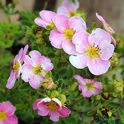 Лапчатка НЬЮ ДАУН кустарниковая в Набережных Челнах