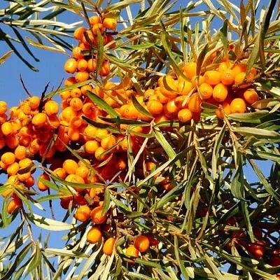 Облепиха ДАР МГУ  Облепиха ДАР МГУ в Набережных Челнах