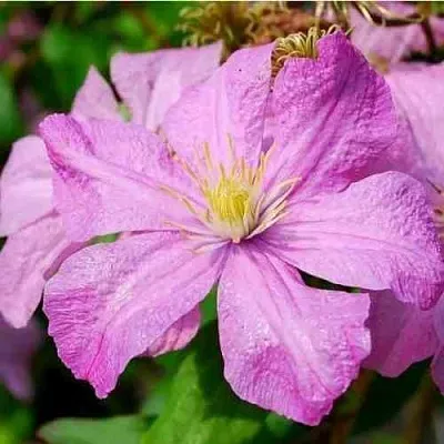 Клематис КОМТЕСС ДЕ БУШО в Набережных Челнах