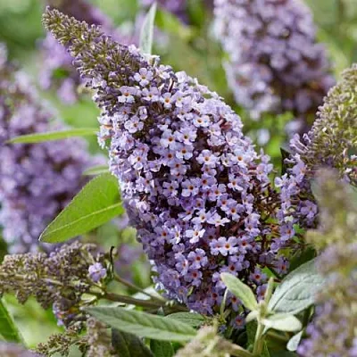 Буддлея давида БАТТЕРФЛЯЙ КАНДИ ЛИЛА СВИТХАРТ  Буддлея давида БАТТЕРФЛЯЙ КАНДИ ЛИЛА СВИТХАРТ в Набережных Челнах