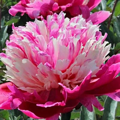 Пион ДЕЙДРИМ травянистый  Пион ДЕЙДРИМ травянистый в Набережных Челнах