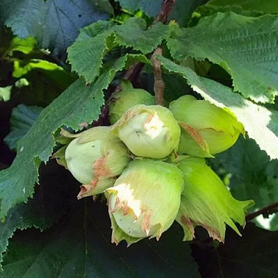 Фундук ТАМБОВСКИЙ РАННИЙ  Фундук ТАМБОВСКИЙ РАННИЙ в Набережных Челнах