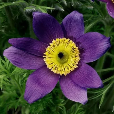 Прострел ПИНВИЛ БЛЮ ШЕЙДЕС в Набережных Челнах