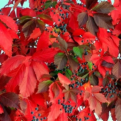 Девичий виноград  Девичий виноград в Набережных Челнах