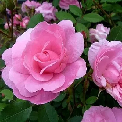 Саженцы роз ДЖОН ДЭВИС плетистая  Саженцы роз ДЖОН ДЭВИС плетистая в Набережных Челнах