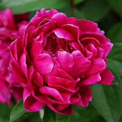 Пион ЛУИ ВАН-ГУТТ травянистый  Пион ЛУИ ВАН-ГУТТ травянистый в Набережных Челнах