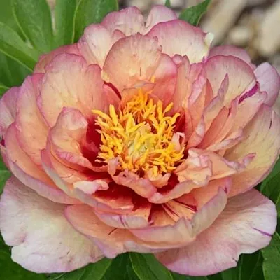 Пион КЭЛЛИС МЕМОРИ ито-гибрид  Пион КЭЛЛИС МЕМОРИ ито-гибрид в Набережных Челнах