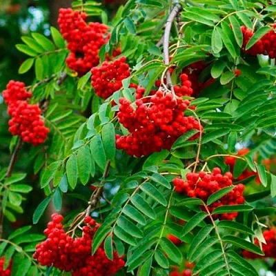 Рябина ПЛАКУЧАЯ сладкоплодная  Рябина ПЛАКУЧАЯ сладкоплодная в Набережных Челнах