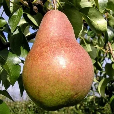 Груша КИРГИЗСКАЯ ЗИМНЯЯ в Набережных Челнах