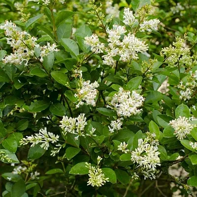 Бирючина  Бирючина в Набережных Челнах