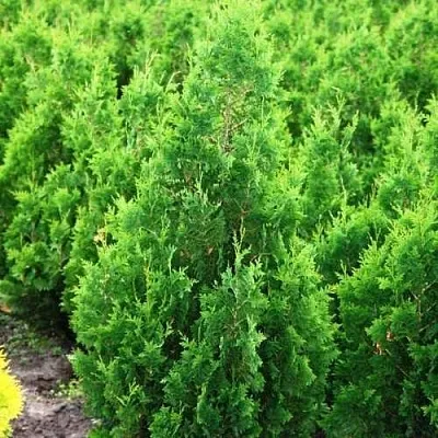 Туя СПИРАЛИС западная в Набережных Челнах