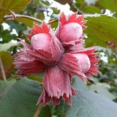 Фундук СКАРЛЕТТ  Фундук СКАРЛЕТТ в Набережных Челнах