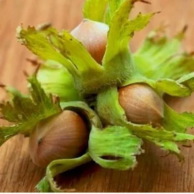 Фундук ГИГАНТ ТАМБОВСКИЙ  Фундук ГИГАНТ ТАМБОВСКИЙ в Набережных Челнах