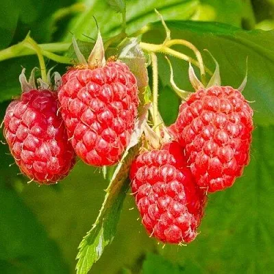 Малина ИЗОБИЛЬНАЯ  Малина ИЗОБИЛЬНАЯ в Набережных Челнах