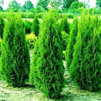 Туя ВИДМАНТ западная в Набережных Челнах