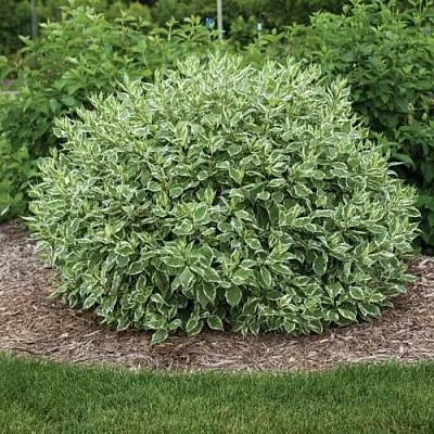 Дерен ЭЛЕГАНТИССИМА белый  Дерен ЭЛЕГАНТИССИМА белый в Набережных Челнах