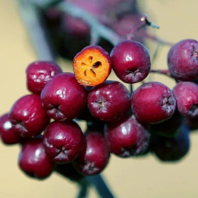 Рябина сладкоплодная  Рябина сладкоплодная в Набережных Челнах
