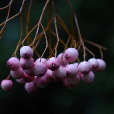 Рябина ПЕКИНСКАЯ сладкоплодная  Рябина ПЕКИНСКАЯ сладкоплодная в Набережных Челнах