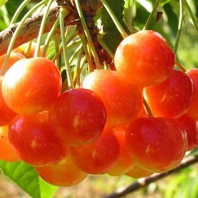 Черешня СОПЕРНИЦА  Черешня СОПЕРНИЦА в Набережных Челнах