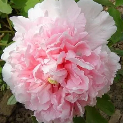 Пион БУКЕТ РОЗОВЫХ ГВОЗДИК древовидный  Пион БУКЕТ РОЗОВЫХ ГВОЗДИК древовидный в Набережных Челнах