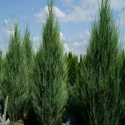 Можжевельник СКАЙРОКЕТ скальный  Можжевельник СКАЙРОКЕТ скальный в Набережных Челнах