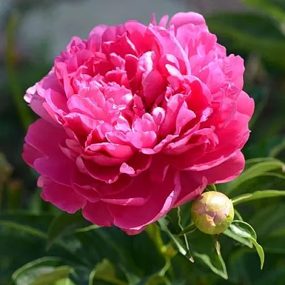 Пион БУШЕЛА травянистый  Пион БУШЕЛА травянистый в Набережных Челнах