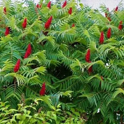 Сумах  Сумах в Набережных Челнах