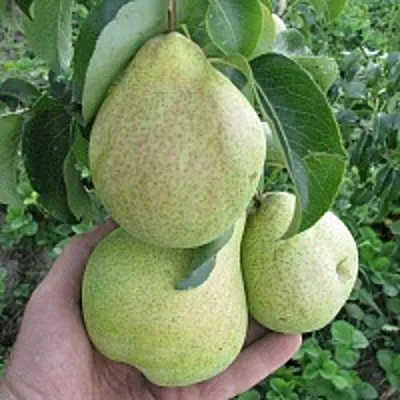 Груша КУДЕСНИЦА в Набережных Челнах