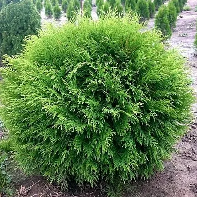 Туя ЛИТЛ ЧЕМПИОН западная в Набережных Челнах