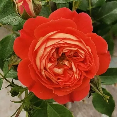 Саженцы роз СТАРЛЕТ РОУЗ КАРМЕН плетистая  Саженцы роз СТАРЛЕТ РОУЗ КАРМЕН плетистая в Набережных Челнах