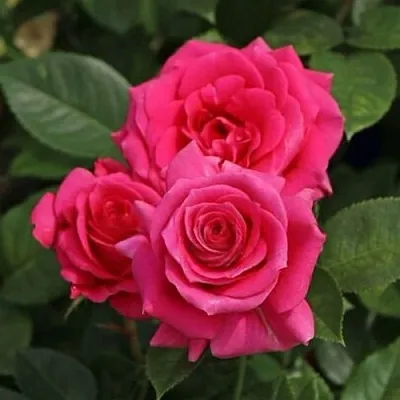 Саженцы роз ЛАВ ЛЕТТЕР флорибунда  Саженцы роз ЛАВ ЛЕТТЕР флорибунда в Набережных Челнах