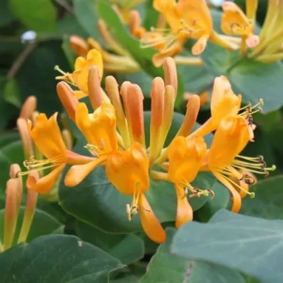 Жимолость ТЕЛЬМАНА в Набережных Челнах