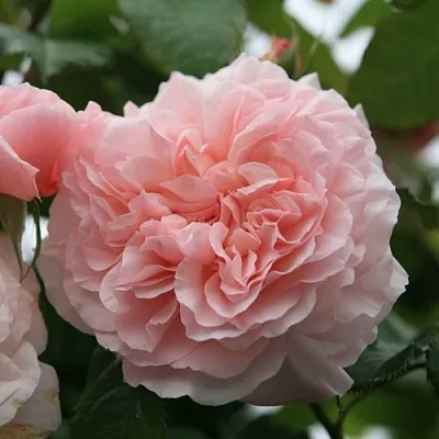 Саженцы роз РОЗ ДЕ ТОЛБИАК плетистая  Саженцы роз РОЗ ДЕ ТОЛБИАК плетистая в Набережных Челнах