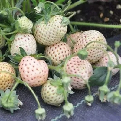 Клубника АНАНАСА ремонтантная в Набережных Челнах