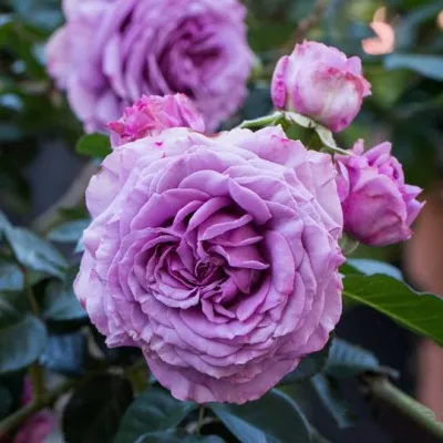 Саженцы роз СИЛЬВЕР КВИК плетистая в Набережных Челнах