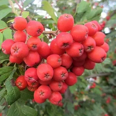 Рябина НЕВЕЖИНСКАЯ сладкоплодная  Рябина НЕВЕЖИНСКАЯ сладкоплодная в Набережных Челнах