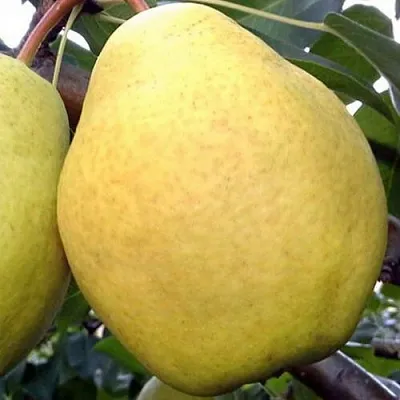 Груша ОСЕННИЙ ВЕЛИКАН в Набережных Челнах