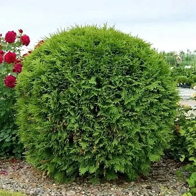 Туя ВУДВАРДИ западная в Набережных Челнах