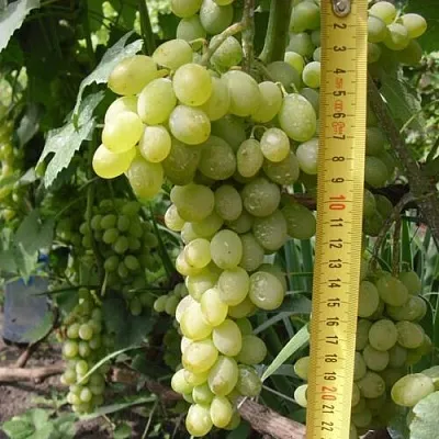 Виноград АНАНАСНЫЙ РАННИЙ  Виноград АНАНАСНЫЙ РАННИЙ в Набережных Челнах